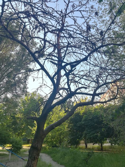 ОТВОД НА ДЕРЕВО